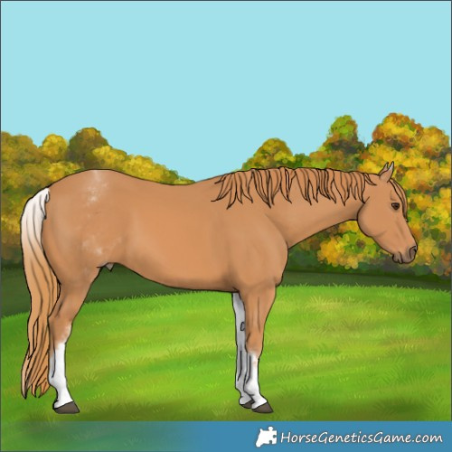 Horse Color:White Spotted Chestnut 