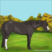 Horse Color:Smoky Black