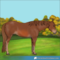 Horse Color:Chestnut 