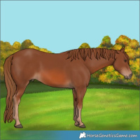 Horse Color:Chestnut 