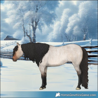 Horse Color:Brown Roan Dun Rabicano 