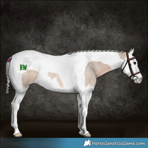 Horse Color:Brown Roan Dun Splash Tobiano 