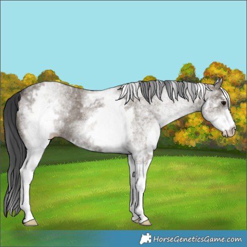 Horse Color:White Spotted Grullo Rabicano 