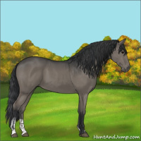 Horse Color:Grullo  and Grullo 