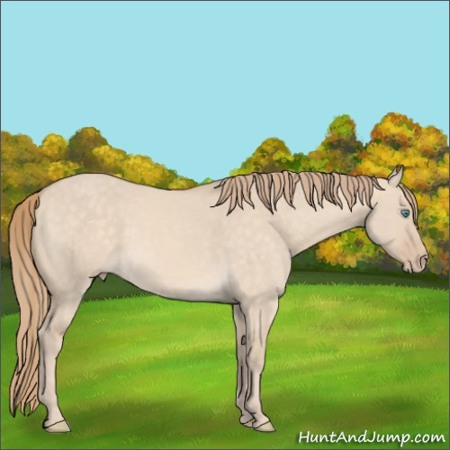 Horse Color:Perlino Dun 
