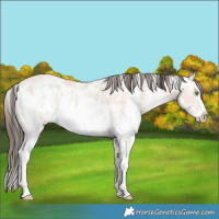 Horse Color:Amber Champagne Dun Sabino 
