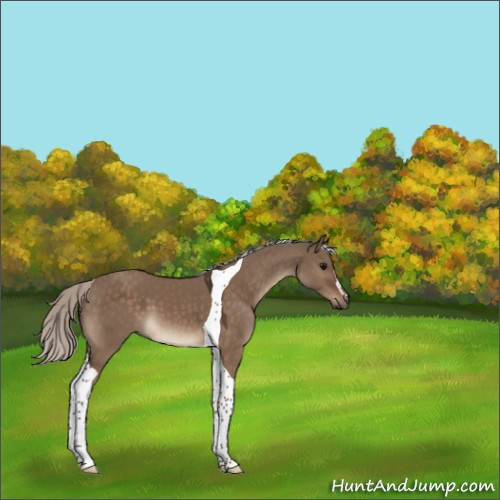 Horse Color:Silver Brown Dun Sabino Tobiano 