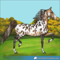Horse Color:Buckskin Near Leopard 