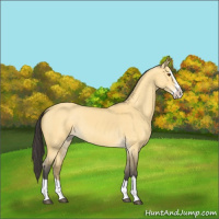 Horse Color:Buckskin Dun Splash 