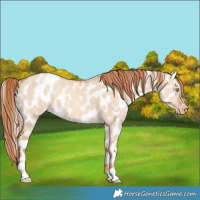 Horse Color:Gold Champagne Dun Appaloosa Brindle 