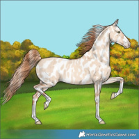 Horse Color:Gold Champagne Dun Appaloosa Brindle