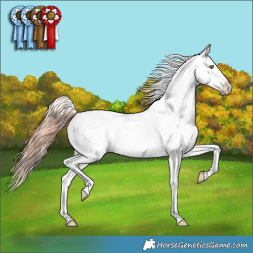 Horse Color:Amber Champagne Dun Appaloosa 