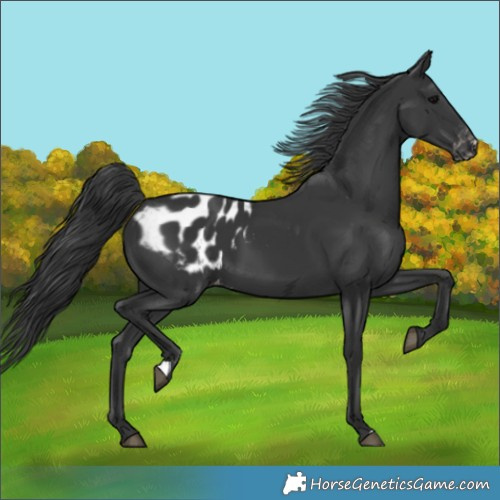 Horse Color:Black Appaloosa 