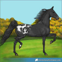 Horse Color:Black Appaloosa