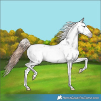 Horse Color:Classic Champagne Appaloosa 