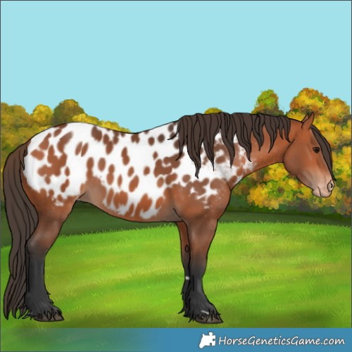 Horse Color:Bay Appaloosa 