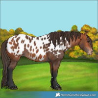 Horse Color:Bay Appaloosa 