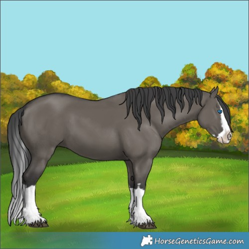 Horse Color:Grullo Splash 