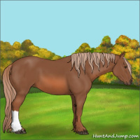 Horse Color:Chestnut 