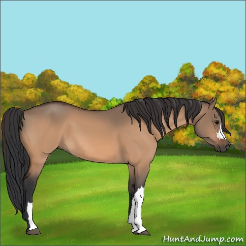 Horse Color:Bay Dun