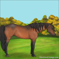 Horse Color:Brown