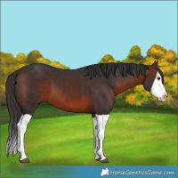 Horse Color:Brown Splash