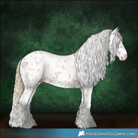 Horse Color:Chestnut Appaloosa 