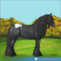 Horse Color:Black Appaloosa 