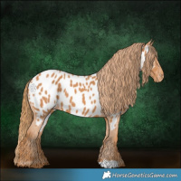 Horse Color:Chestnut Appaloosa 