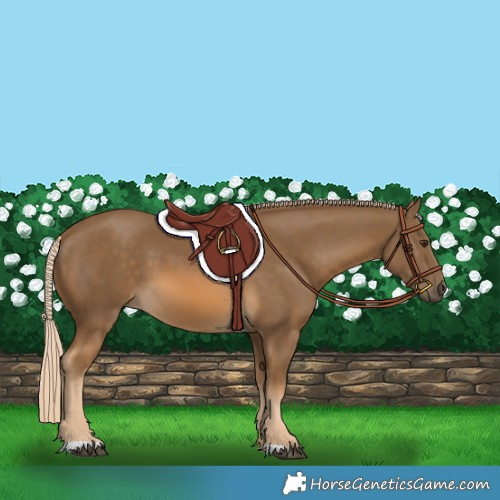 Horse Color:Chocolate Palomino 