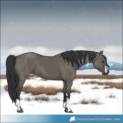 Horse Color:Grullo and Grullo