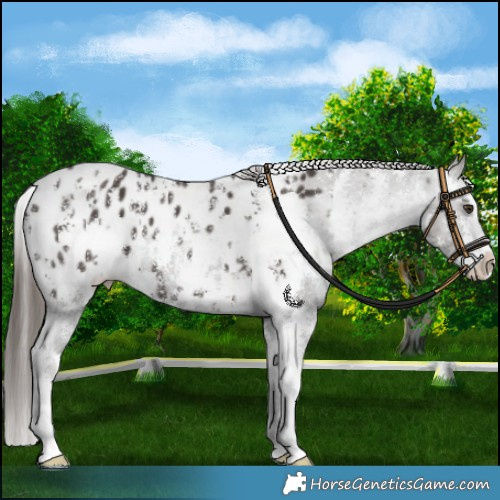 Horse Color:Liver Chestnut Sabino Splash Appaloosa  and Liver Chestnut Sabino Splash Appaloosa 