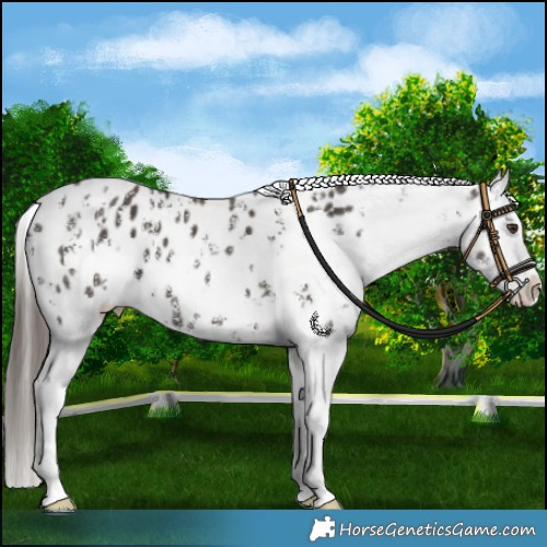 Horse Color:Liver Chestnut Sabino Splash Appaloosa  and Liver Chestnut Sabino Splash Appaloosa 