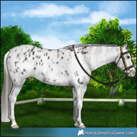 Horse Color:Liver Chestnut Sabino Splash Appaloosa  and Liver Chestnut Sabino Splash Appaloosa 