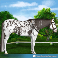 Horse Color:Liver Chestnut Sabino Splash Appaloosa  and Liver Chestnut Sabino Splash Appaloosa 
