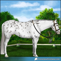 Horse Color:Liver Chestnut Sabino Splash Appaloosa  and Liver Chestnut Sabino Splash Appaloosa 