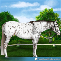 Horse Color:Liver Chestnut Sabino Splash Appaloosa  and Liver Chestnut Sabino Splash Appaloosa 