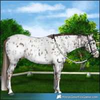 Horse Color:Liver Chestnut Sabino Splash Appaloosa  and Liver Chestnut Sabino Splash Appaloosa 