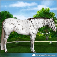 Horse Color:Liver Chestnut Sabino Splash Near Leopard  and Liver Chestnut Sabino Splash Near Leopard 