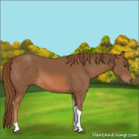 Horse Color:Chestnut Tobiano