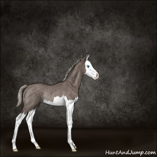 Horse Color:Silver Blue Roan Splash Rabicano 