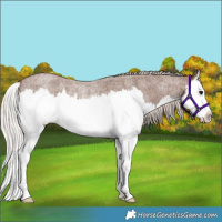 Horse Color:Silver Blue Roan Splash Rabicano 