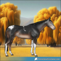 Horse Color:Liver Chestnut Tobiano Rabicano