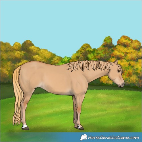 Horse Color:Red Dun 