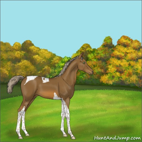 Horse Color:Chocolate Palomino Tobiano 
