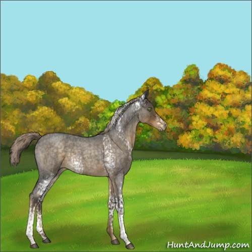 Horse Color:White Spotted Chocolate Palomino Roan 