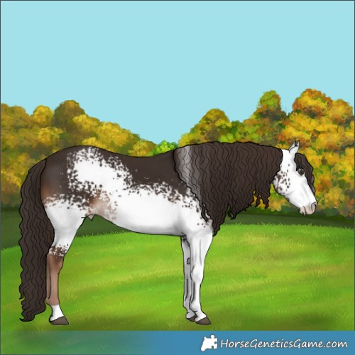 Horse Color:White Spotted Liver Chestnut 