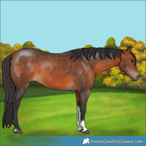 Horse Color:Brown Tobiano Rabicano 