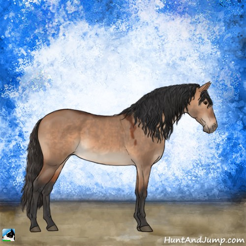 Horse Color:Bay Dun 