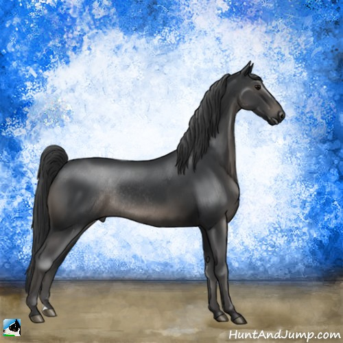 Horse Color:Black Rabicano 